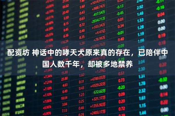 配资坊 神话中的哮天犬原来真的存在，已陪伴中国人数千年，却被多地禁养